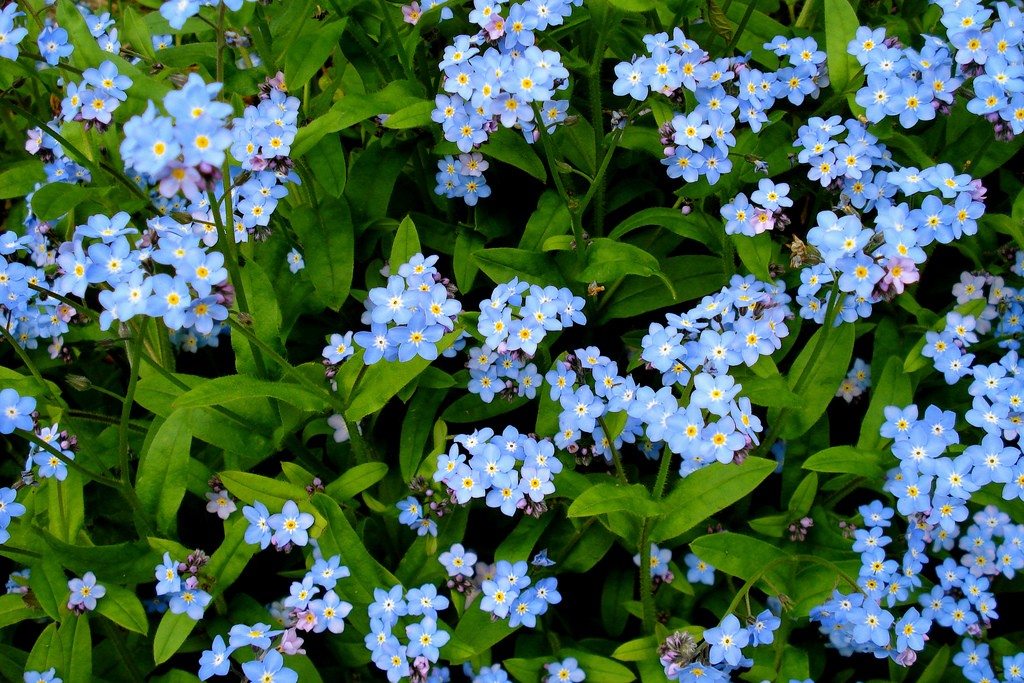 Small, blue forget-me-not flowers in nature