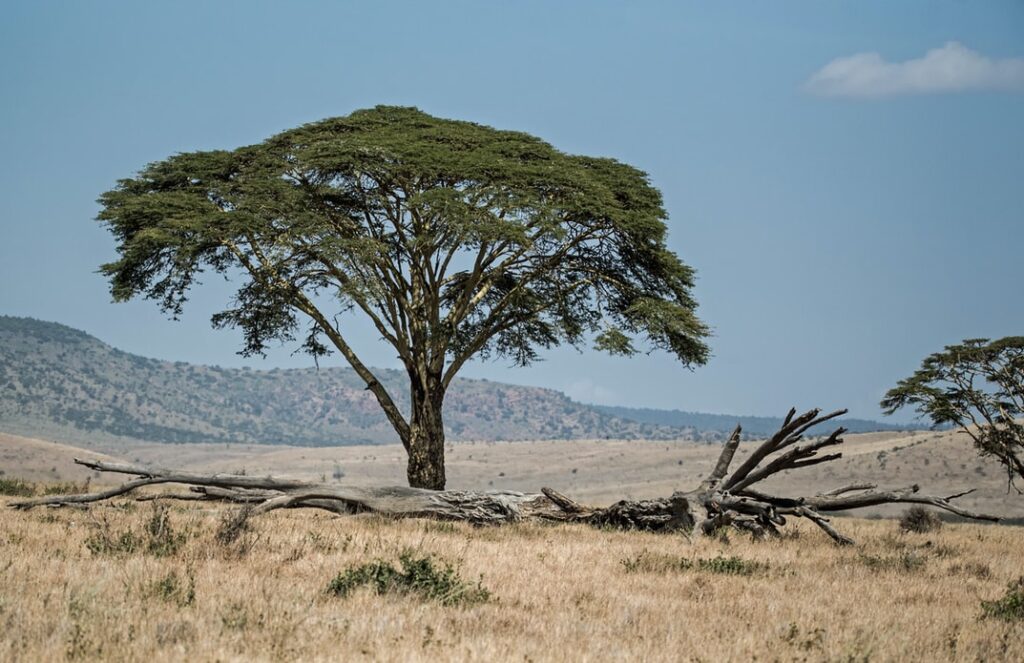 A single acacia tree stands in an open plane.